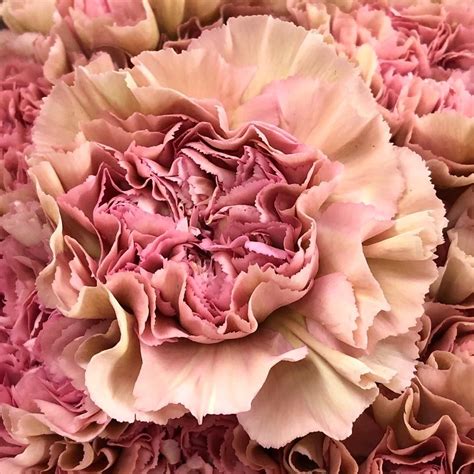 Lege Pink Carnation - Beautiful Flower