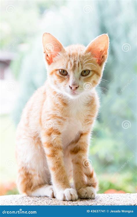 Light Brown Cat