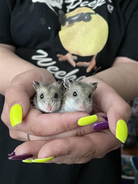 meet mushu and ponyo, a bonded pair of chinese dwarf hamsters : r/hamsters