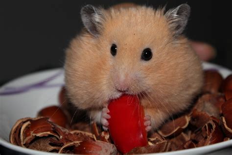 Types de hamsters : découvrez les différentes familles et espèces de ...