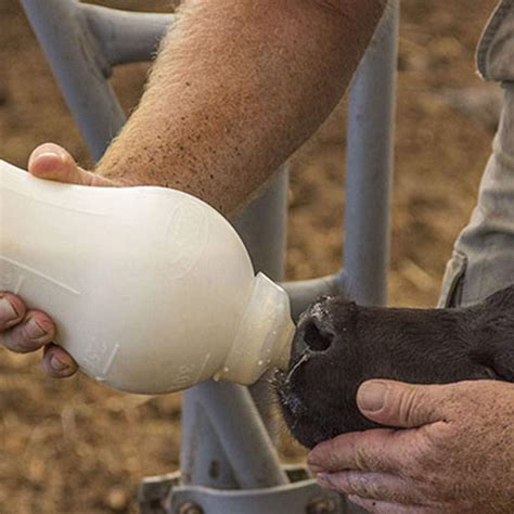 BESS Calf 2qt Nursing Feeding Bottle with Leak-Free Snap On Nipple | Buy Now with Express ...