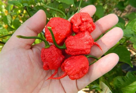 18 Gnocchi Nutrition Facts - Facts.net