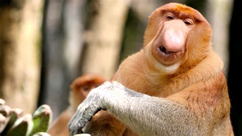 These monkeys have giant noses for exactly the reason you think ...