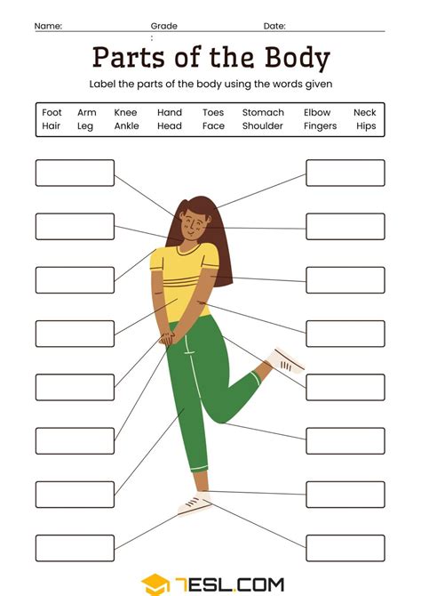Printable Parts of the Body Worksheets for Early Learners • 7ESL