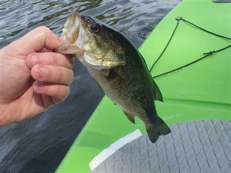 Smallmouth Black Bass