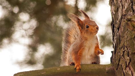 Astounding: The German Animal World - Germany Travel