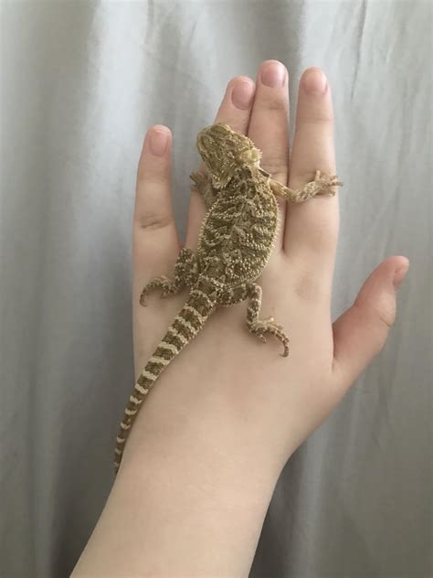 Does anyone know how old she is? My guess is 2-3 months. I got her from ...