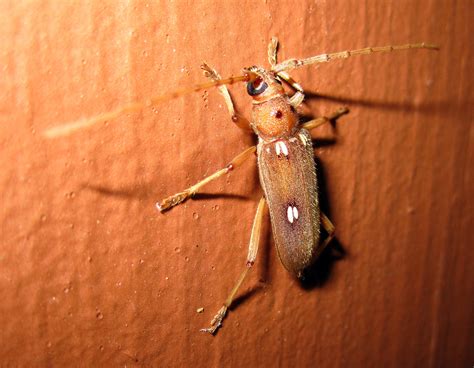 Ivory Marked Beetle - Eburia quadrigeminata by dreamshard on DeviantArt