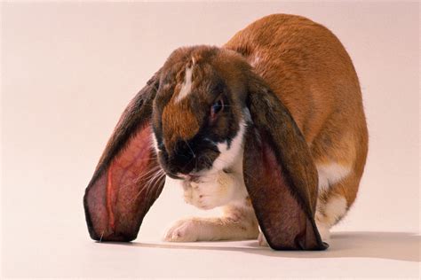 Rabbit Breed Velveteen at Billy Mccormick blog