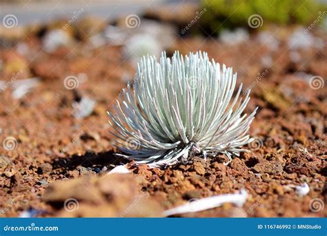 Haleakala Silversword, Highly Endangered Flowering Plant Endemic To the Island of Maui, Hawaii ...
