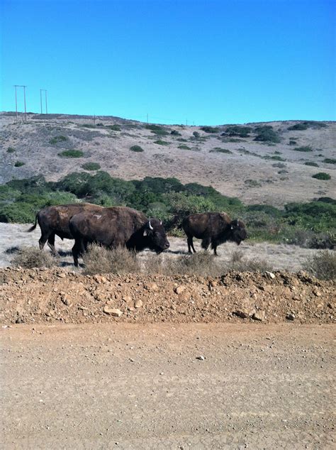 The famous Island Buffalo! | California dreamin', Catalina island ...