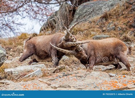 Alpine Ibex (Capra Ibex) Fighting - Italian Alps Stock Image - Image of ...