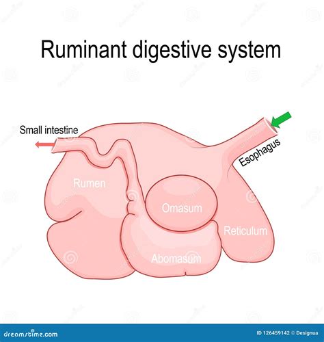 Ruminant Digestive System: Rumen, Reticulum, Omasum, and Abomasum Stock ...