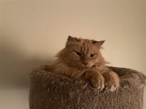 My proud royal kitty recently turned 11. And she’s a unique female golden. She is well aware she ...