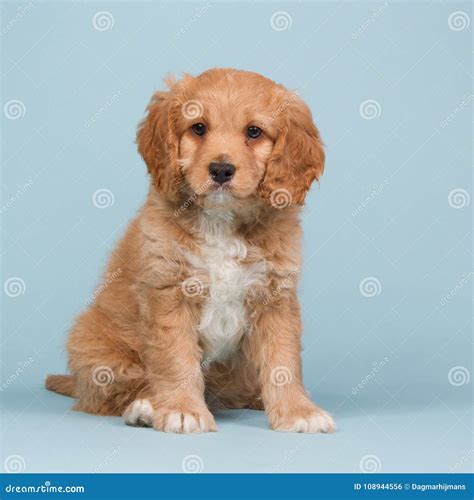 Cavapoochon Full Grown