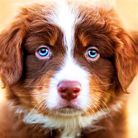 Rare Basset Hound-Pit Bull Mix Is the 'Holy Grail' of Cute Dog Breeds ...