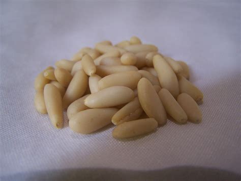 Pine nuts-Pinus pinea - Health Benefits