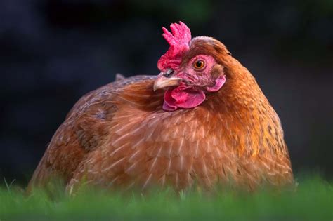 Golden Comet Chicken: Breed Profile, Facts & Pictures
