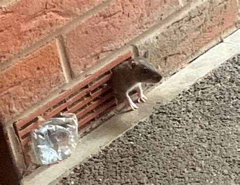 Rat Control | Smart Pest Control Services