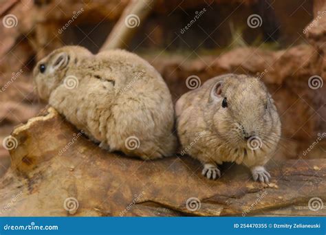 Genus Of Rodents