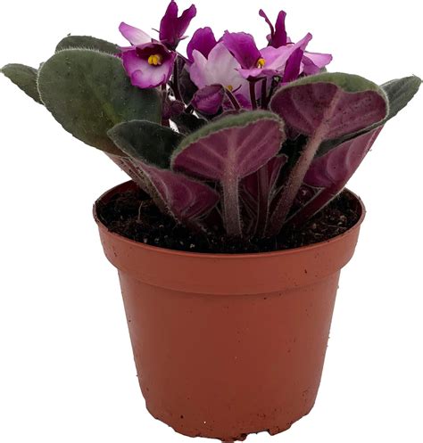 Amazon.com : African Violets Live Plants Houseplants, Light Pink ...
