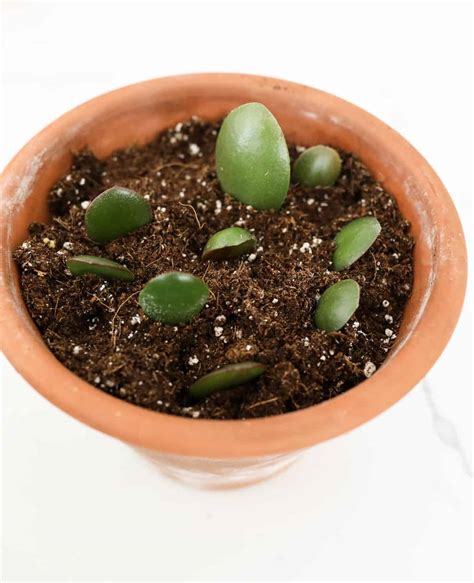 How To Take A Cutting Of Jade Plant at Sheila Tejada blog