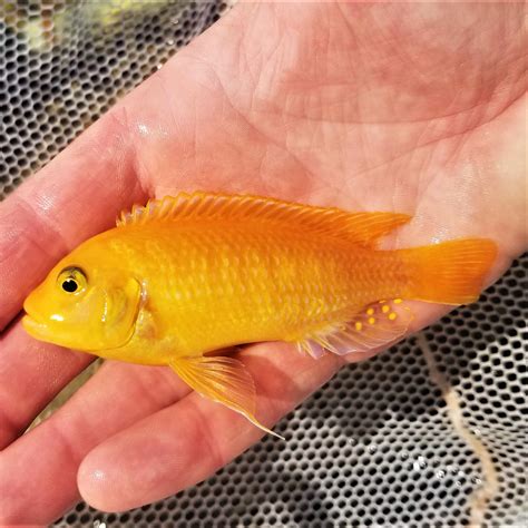 Male Red Zebra Cichlid