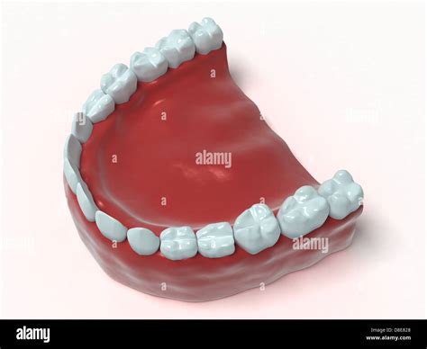 Illustration of teeth with gums Stock Photo - Alamy