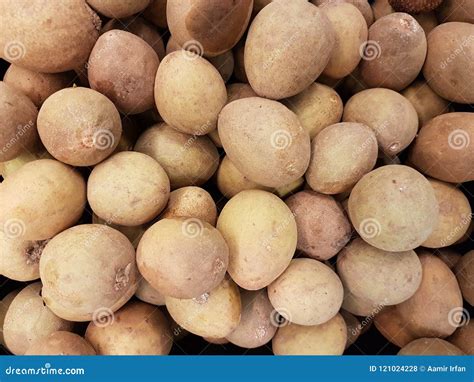 Cheeko Fruit of the Summer Season in the Area and in Parks and in Lawns ...