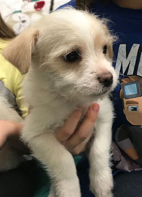 Craigslist Fresno Visalia Pets - Pet Spare