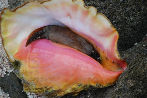 Conches: The Broad Family of Pretty Sea Shells - Ocean Info