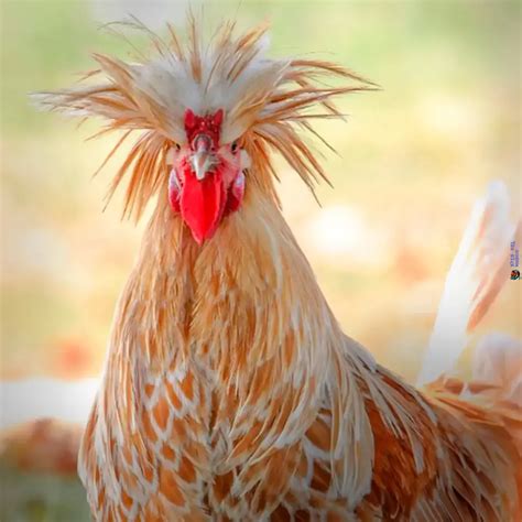 Polish Chicken Facts and Care Guide