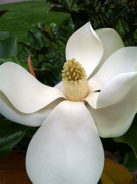 Magnolia Grandiflora Mont-Blanc Wistou Flickr, 50% OFF
