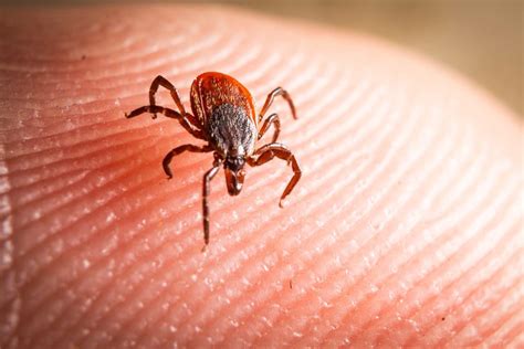 Can Ticks Jump? Debunking Myths And Understanding Tick Movement - Urban ...