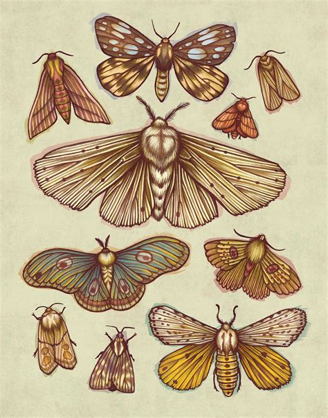 Kate O'Hara | Moth art print, Moth art, Moth drawing