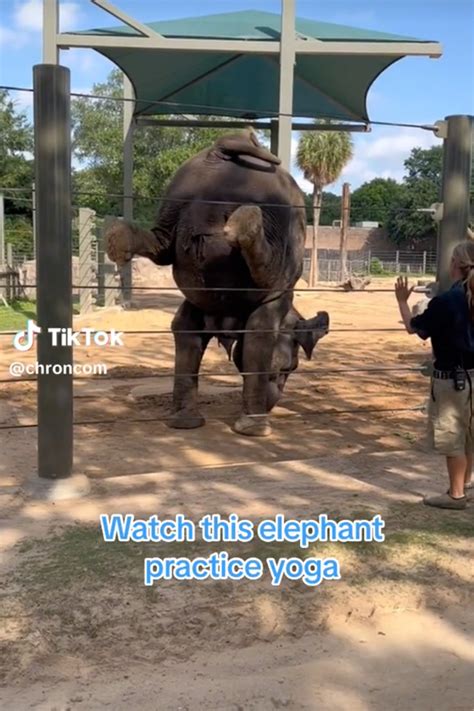 Elephants at Houston zoo take daily yoga classes, do handstands to stay healthy