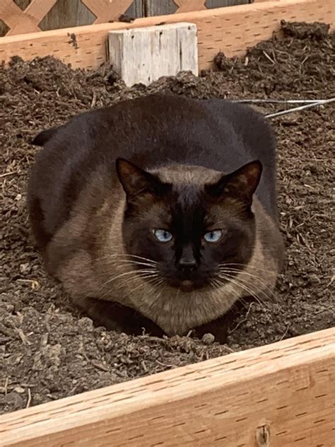 Did we get bait and switched or did this cat eat the kitten we got 18 ...