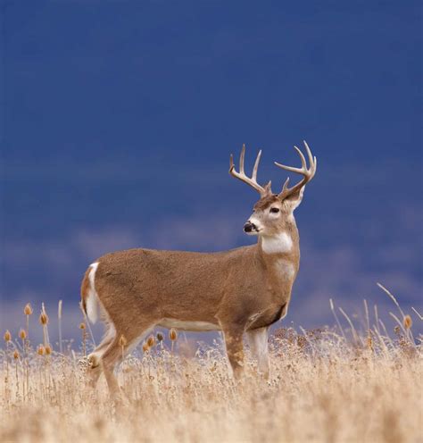 Oklahoma's State Typical Record for Largest Whitetail Deer Broken Twice ...