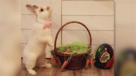 Hop on over: Bunny adopted from Onslow County Animal Shelter in running ...