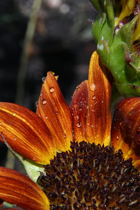 Huge+Brown+Nipples Photos, Download The BEST Free Huge+Brown+Nipples ...