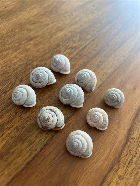 9 Snail Shells - Empty, Clean, Untreated Snail Shells (approx. 2 Cm ...