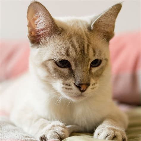 Download wallpaper 2780x2780 cat, siamese, gray, pet, glance ipad air ...