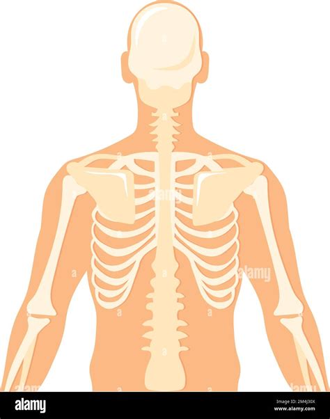Musculi Stock Vector Images - Alamy
