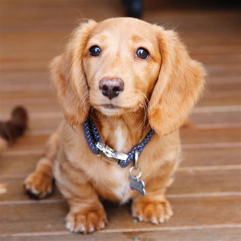 Long Haired Mini Dachshund Puppies: A Guide to the Charming Companions ...