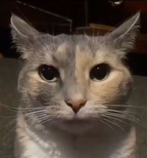 Cat Smirk Meme