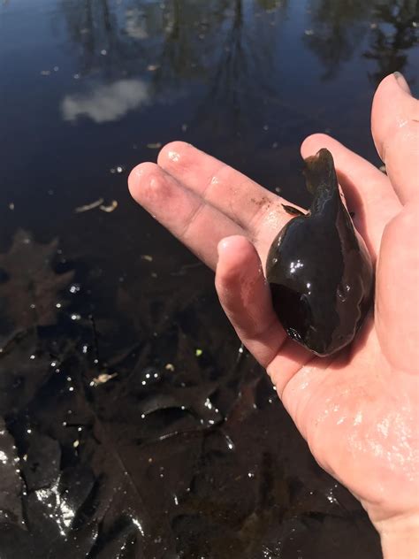 American Bullfrog Tadpole : r/AbsoluteUnits