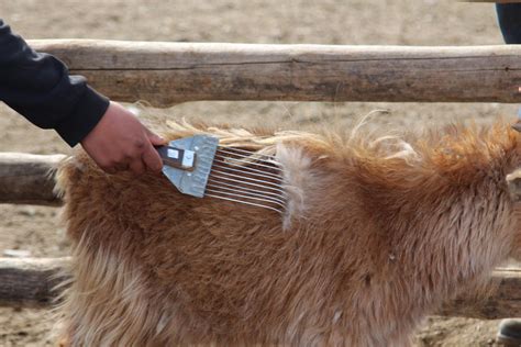 What Makes Cashmere, Cashmere? | SFA