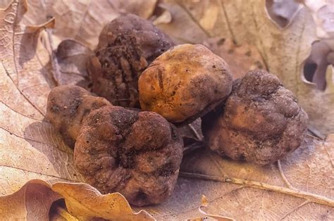 Truffles vs. Mushrooms - A-Z Animals