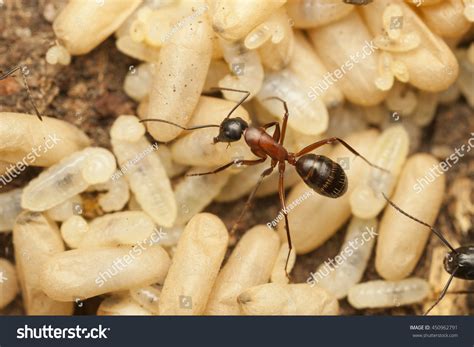 What Does Carpenter Ant Poop Look Like at Courtney Szeto blog