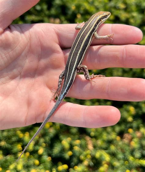 Adult Blue-Tailed Skink - Scales and Tails of Ohio